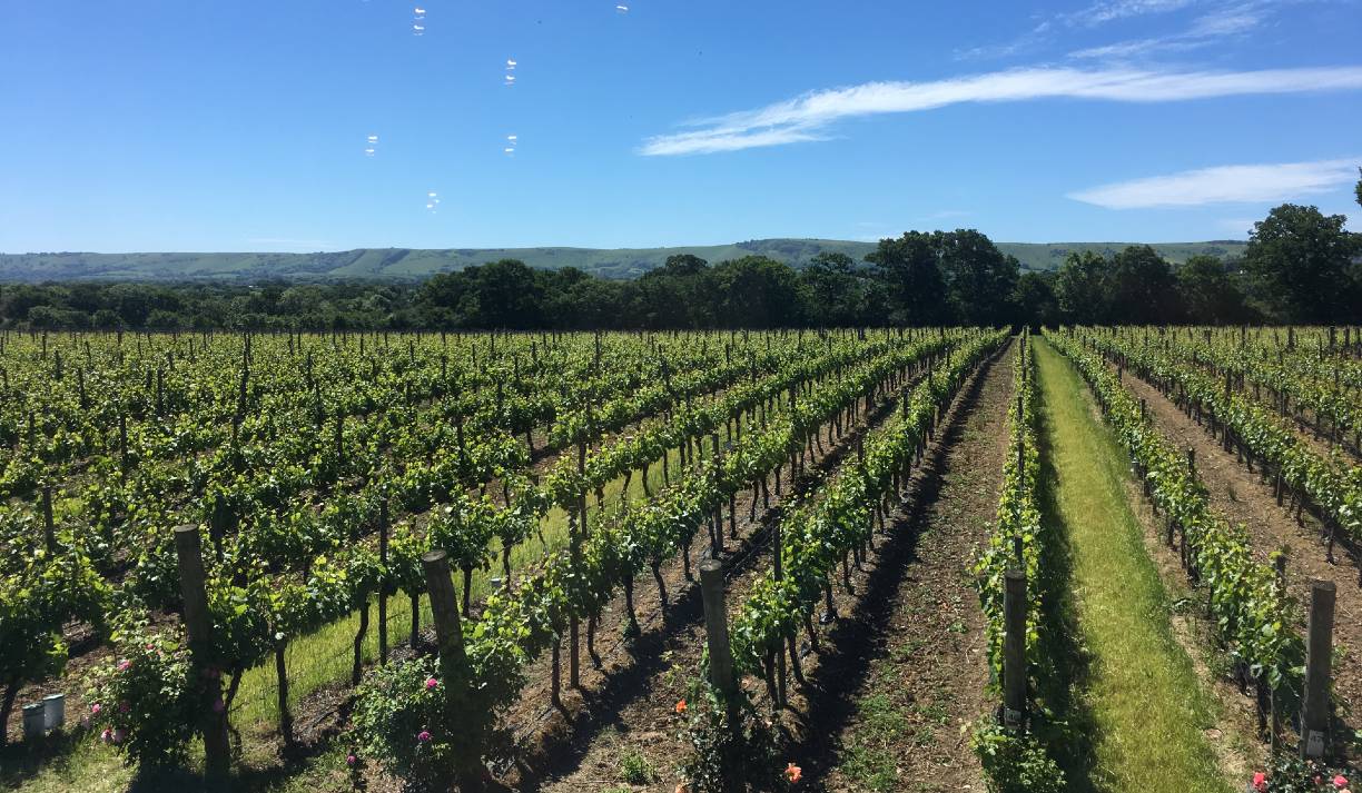 Sussex shop vineyard tours